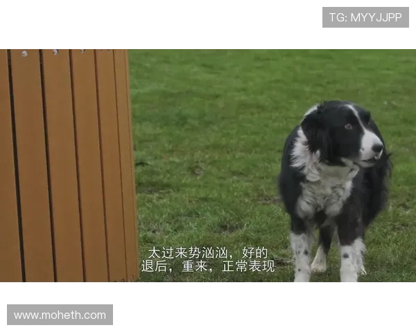 围绕猫狗大战3展开的一场跨物种守护世界的奇幻冒险故事