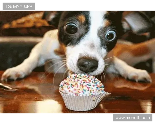 杀手猴：当萌宠遇上致命优雅，你敢不敢惹？